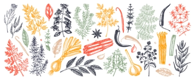 Hand-drawn herbs and spices sketches collection. Hand sketched food illustrations in color. Vintage aromatic plants set in sketch style. Kitchen spice and herbs black and white hand drawings